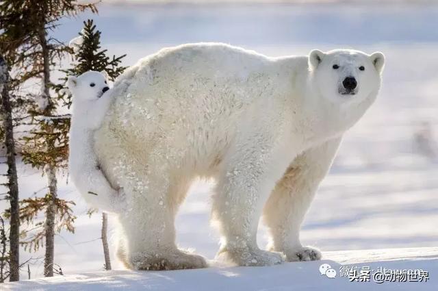 现存最大的北极熊（体型最大的陆上肉食性动物-北极熊）(45)
