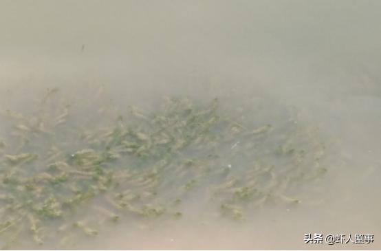 小龙虾养殖常用几种水草（大部分小龙虾养殖户都不知道的水草管理要点）(3)