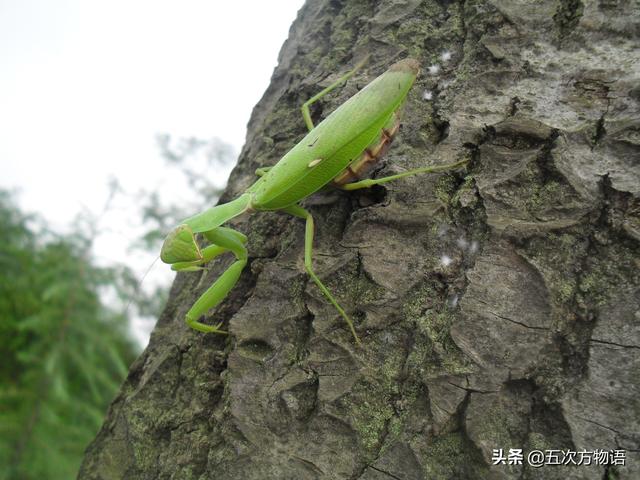 常见的绿色螳螂（常见螳螂图鉴）(4)
