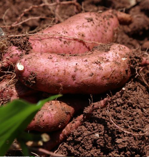 红薯的栽种时间是几月份（红薯适合几月份栽种）(3)