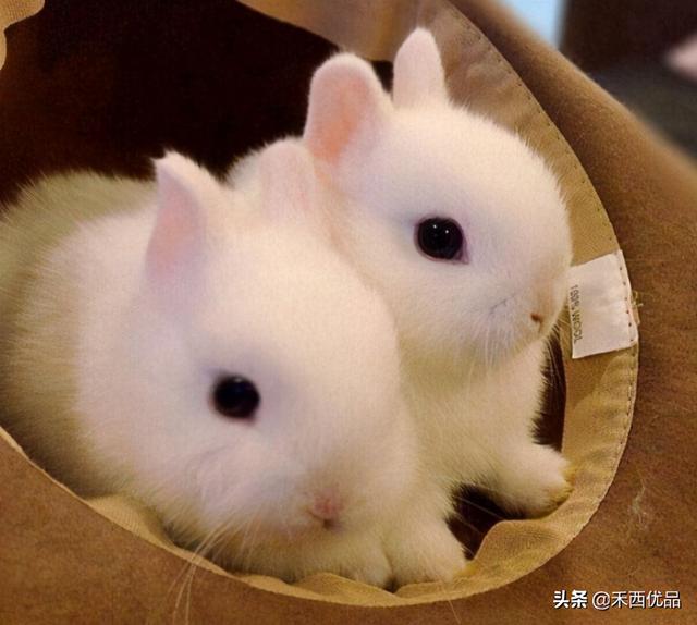哪个品种的兔兔养得最大（哪些的品种的兔兔可以作为家庭宠物呢）(1)