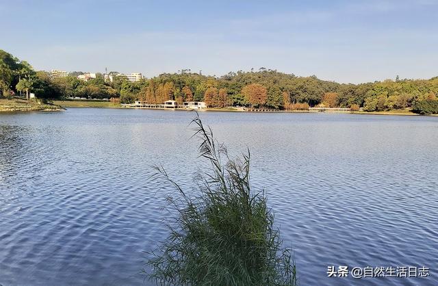 广州3月赏花好去处，探访秋日中的广州公园(18)