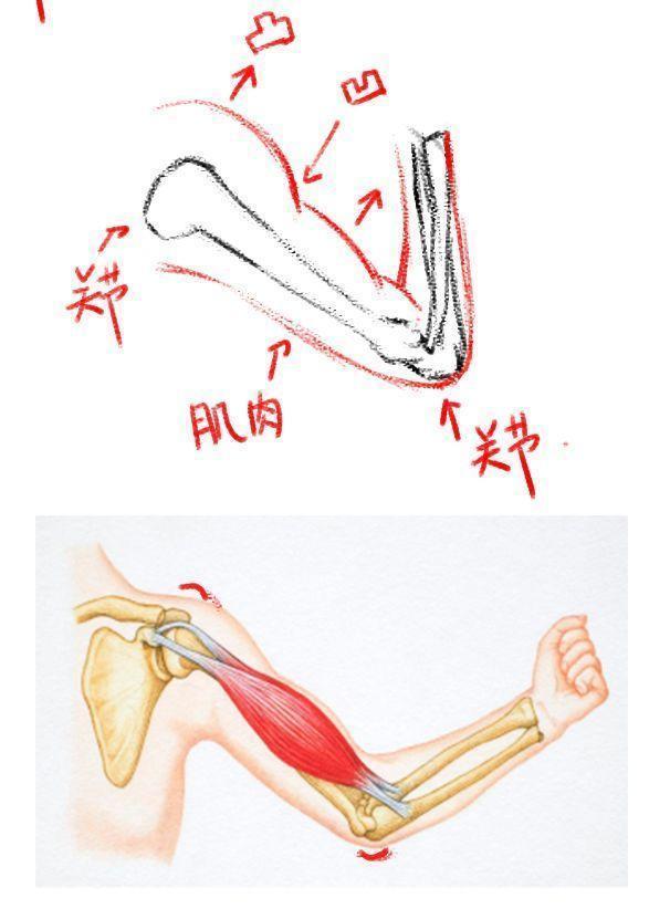 人体骨骼图高清图怎么画（人体骨骼与肌肉该怎么画）(2)