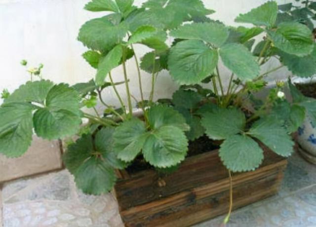 家庭盆栽草莓的种植方法及时间（教你在阳台上盆栽草莓）(3)
