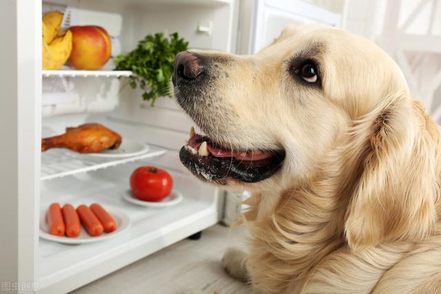 想要狗狗健康必须要喂的9种食物（肥胖过度的狗狗）(1)