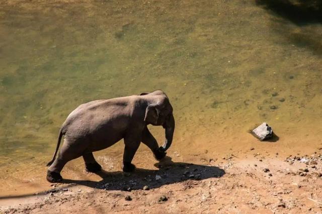 大象与人类亲密生活（象群进村民家拧开水龙头喝水）(7)