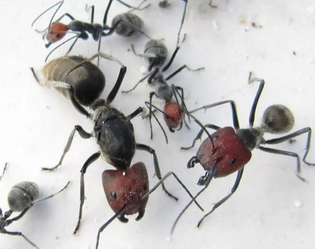 世界上最危险的七大蚂蚁（世界上最危险的蚂蚁）(5)