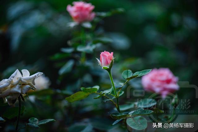 经常开花的玫瑰花品种（玫瑰花绚烂怒放的美丽）(7)