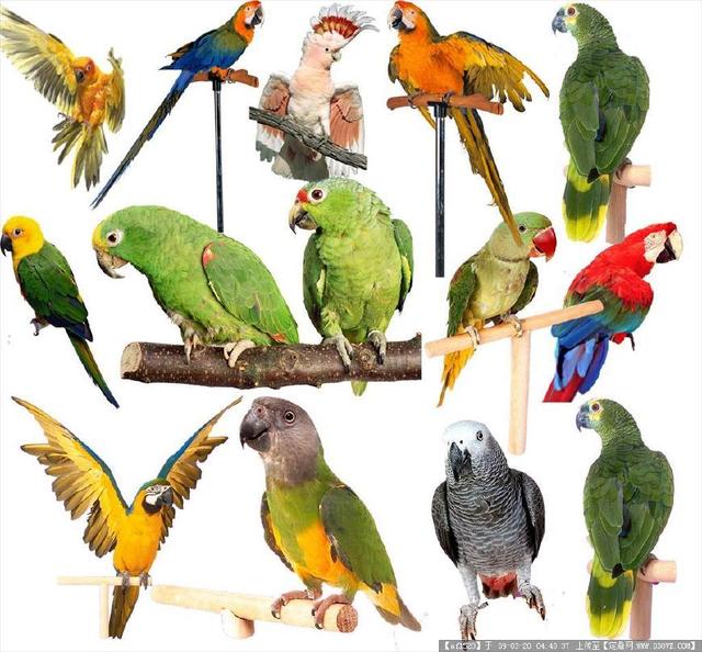 鹦鹉总共有几个品种（鹦鹉品种总体概述）(2)