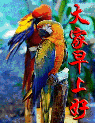 清晨翠绿的大自然花鸟问候图（最漂亮的鸟语花香图送给大家）(3)
