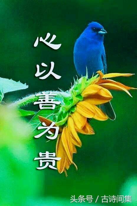 清晨翠绿的大自然花鸟问候图（最漂亮的鸟语花香图送给大家）(4)