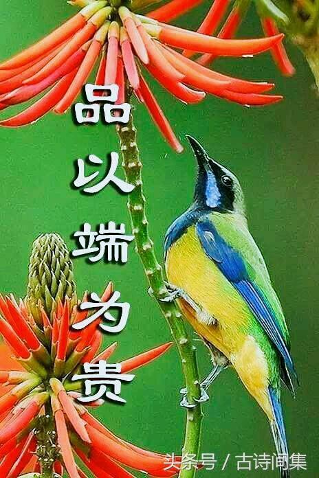 清晨翠绿的大自然花鸟问候图（最漂亮的鸟语花香图送给大家）(5)