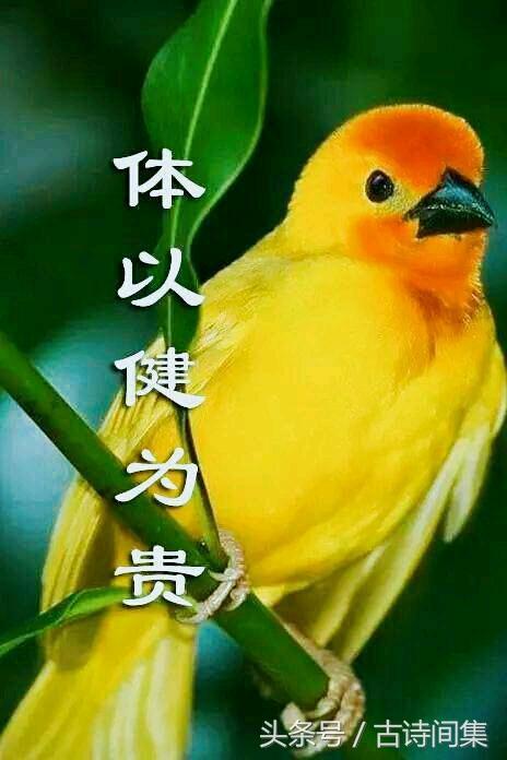 清晨翠绿的大自然花鸟问候图（最漂亮的鸟语花香图送给大家）(11)