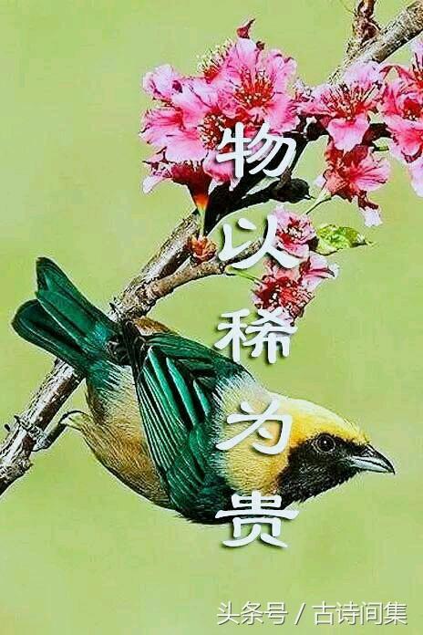 清晨翠绿的大自然花鸟问候图（最漂亮的鸟语花香图送给大家）(12)