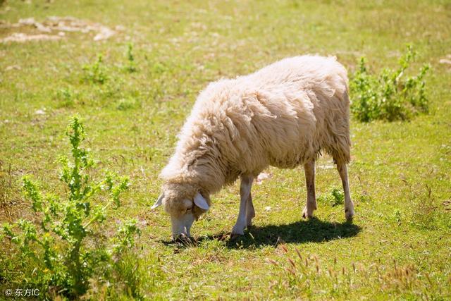 67年的羊幸运数字（67和79的大小羊看过来）(4)