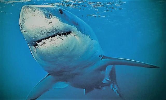 海豚为何不怕鲨鱼（鲨鱼为什么怕海豚）(1)