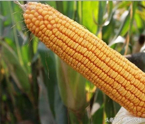 十大高产玉米品种排名（这几个玉米品种最受农民喜爱）(1)