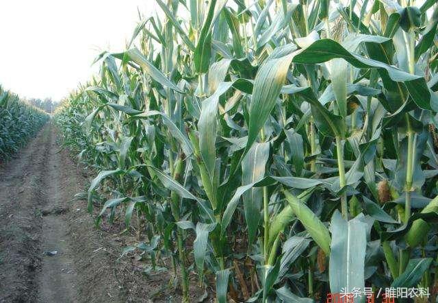 十大高产玉米品种排名（这几个玉米品种最受农民喜爱）(2)