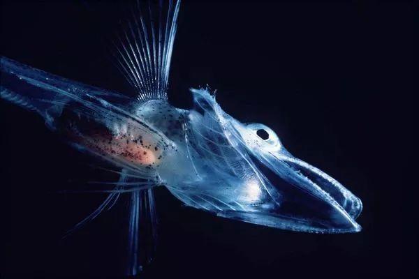 深海最神秘的怪鱼（这条鱼丑哭了却因此出名）