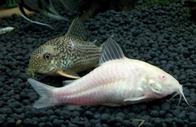 滤食性观赏鱼有哪些（都有哪些观赏鱼可以啃食鱼缸中的藻类）(6)
