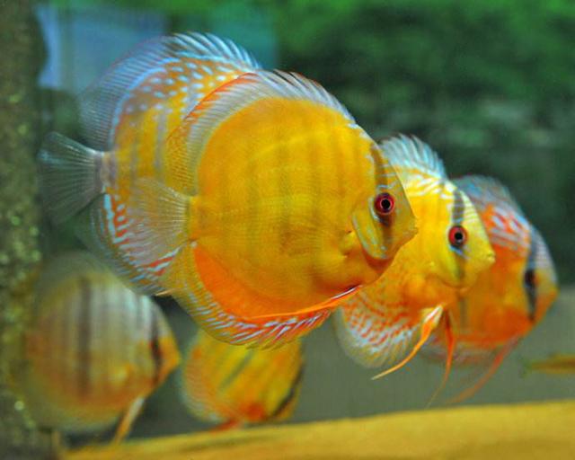 养观赏鱼开缸怎么调理（养殖观赏鱼有个名词叫做开缸）(5)
