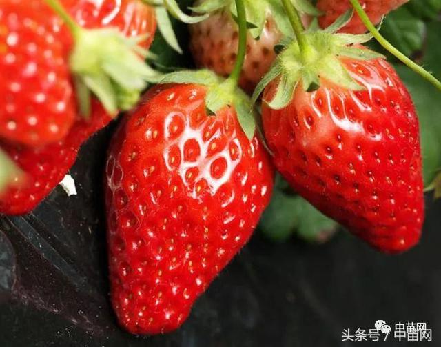 草莓到底是草本植物还是木本植物（多年生草本植物）(1)
