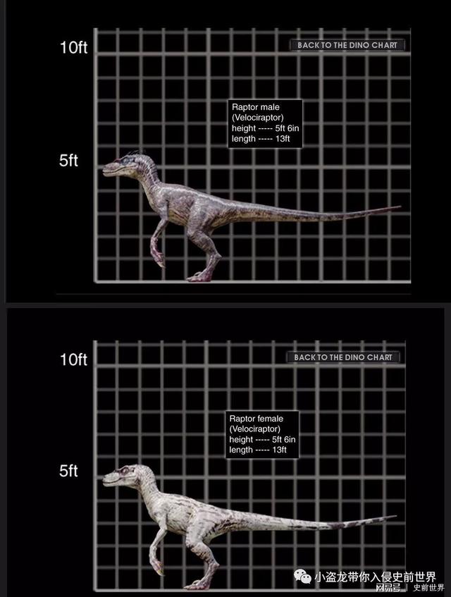 侏罗纪迅猛龙哪个最厉害（侏罗纪世界里的迅猛龙那么厉害）(20)