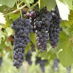 葡萄新的品种有哪些（葡萄品种及特点）(2)