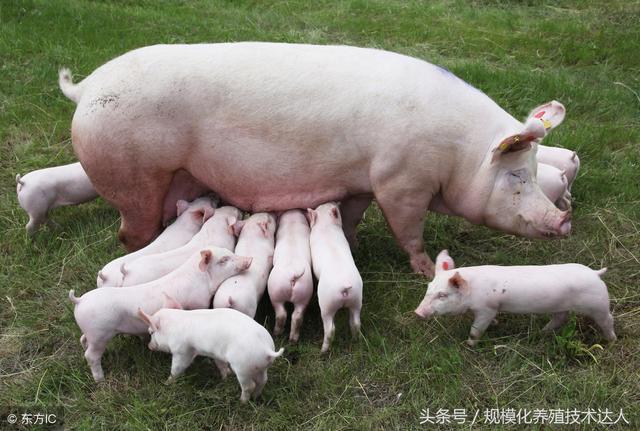 母猪养殖十大要点（母猪养殖做到三统一）(3)