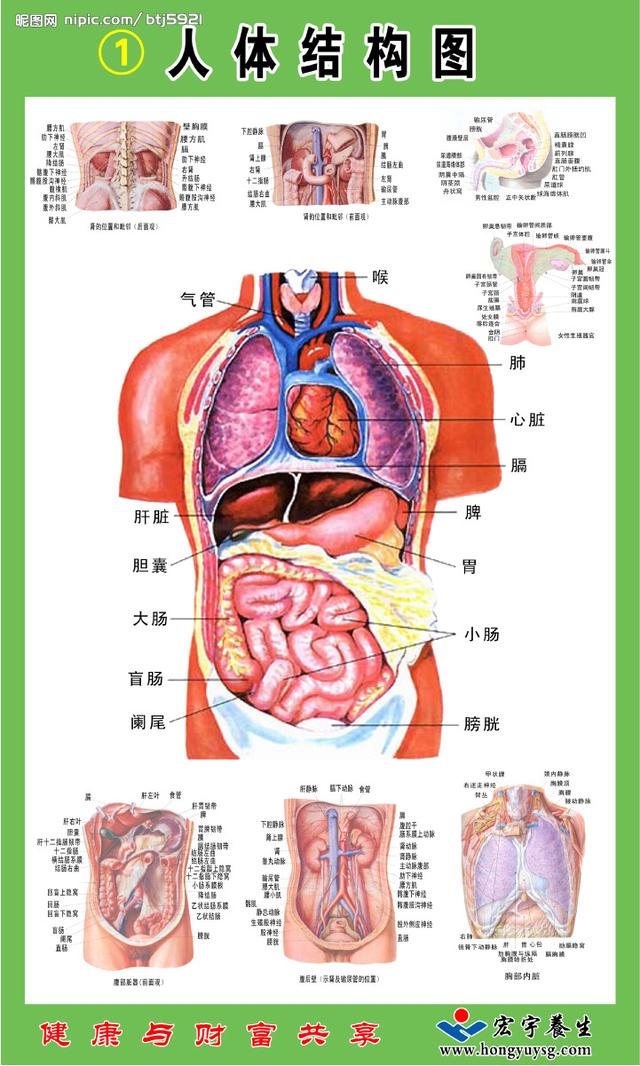 常用的人体解剖学（解剖学人体八大系统）(1)