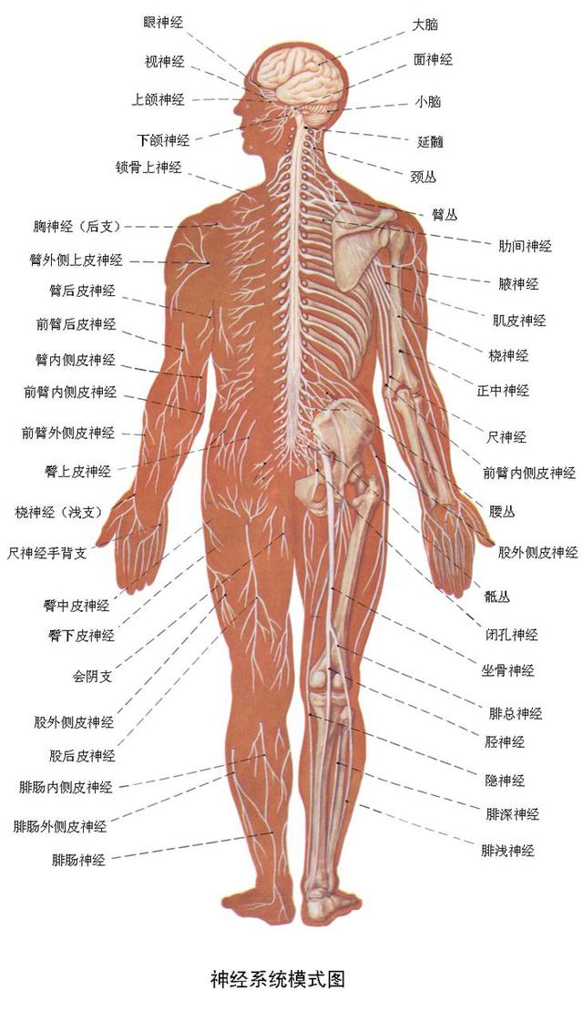 解剖全身完整的神经系统（人体解剖学中枢神经系统）