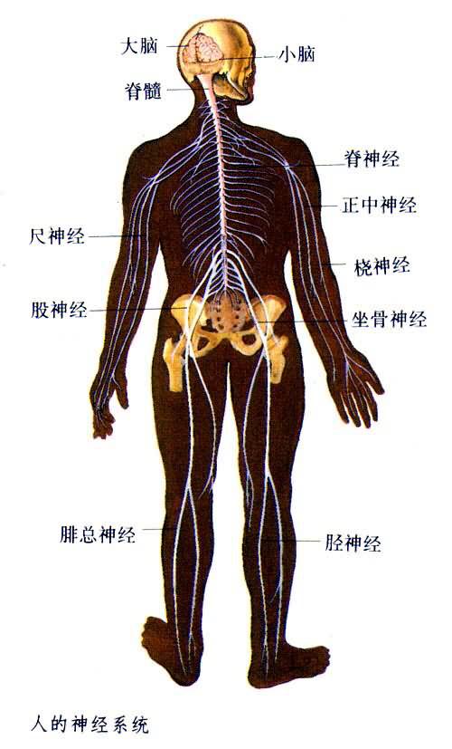 解剖全身完整的神经系统（人体解剖学中枢神经系统）(5)