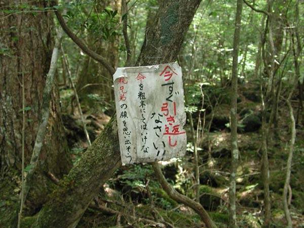 日本最诡异的青木原树海（日本最诡异的森林）(5)
