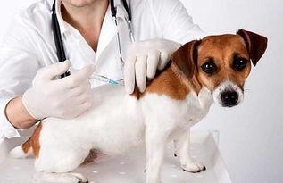 狗狗接种疫苗时间表最新（狗狗疫苗接种指南）(2)