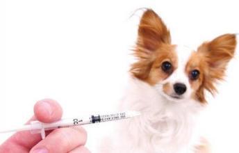 狗狗接种疫苗时间表最新（狗狗疫苗接种指南）(1)