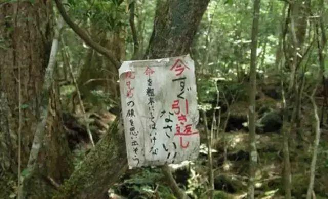 日本公园消失事件（日本青木原自杀森林）(16)