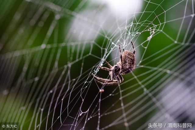 蜘蛛爬到衣服上面可以穿吗（生物学家提醒千万别穿绿色衣服）(1)