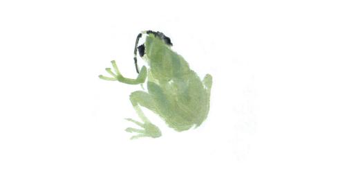国画小鱼和水草的画法（国画课堂青蛙）(5)