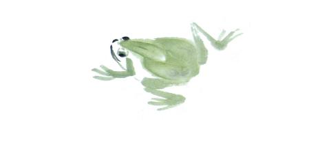 国画小鱼和水草的画法（国画课堂青蛙）(6)