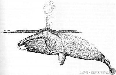 令人恐惧的鲸鱼（北极动物血泪史之鲸鱼）(8)