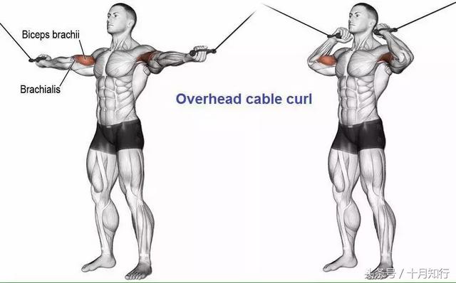 如何爆发肱二头肌和肱三头肌（23个针对肱二头肌和肱三头肌的动作详解）(7)