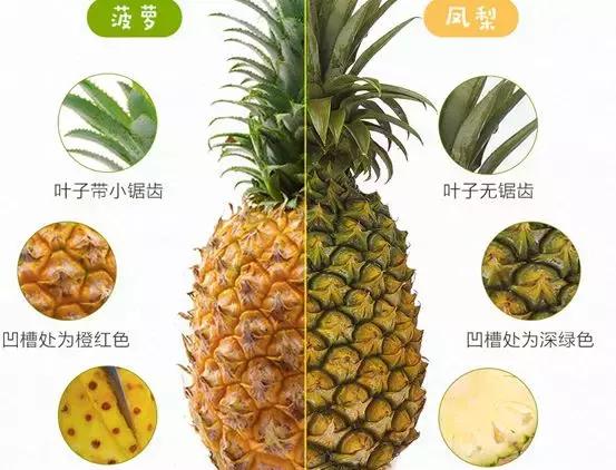 适合减脂期吃的8种水果（最减脂的水果最发胖的水果）(21)