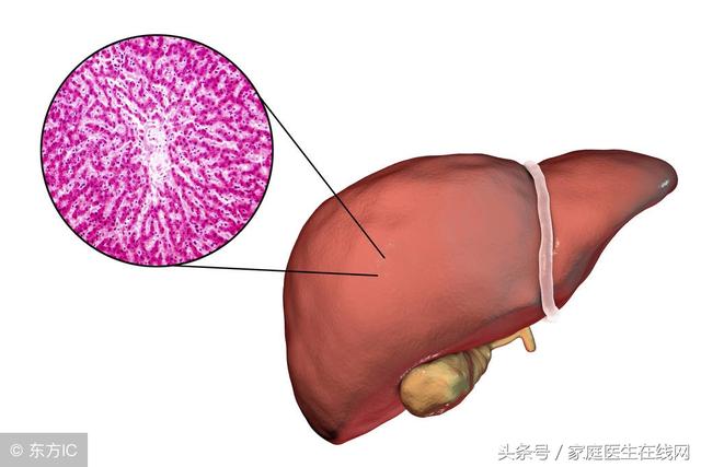 养肝让肝脏越来越健康（养肝到底是养什么肝）(2)