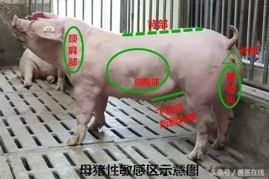 母猪前期的症状（这八种方法最靠谱）(3)