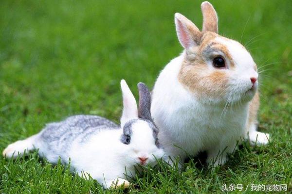 宠物兔适合养在多少温度下（家养宠物兔到底怕冷还是怕热）(4)
