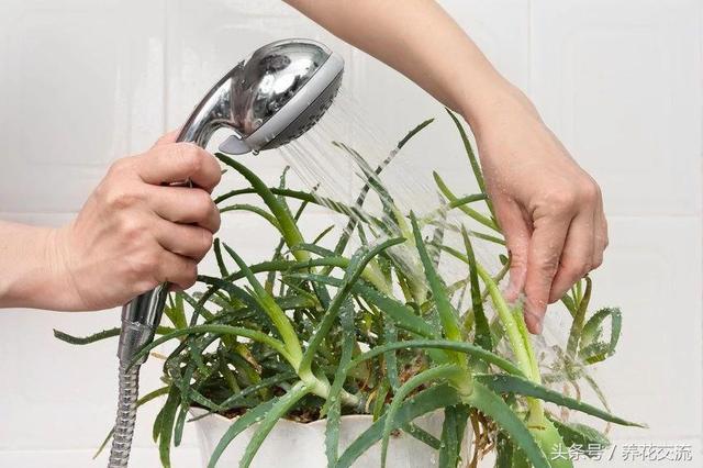 室内大盆栽植物如何养护（在家里容易养护的10种盆栽绿植）(5)
