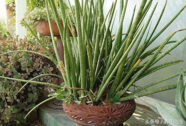 室内大盆栽植物如何养护（在家里容易养护的10种盆栽绿植）