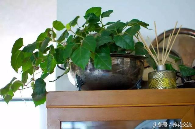 室内大盆栽植物如何养护（在家里容易养护的10种盆栽绿植）(9)