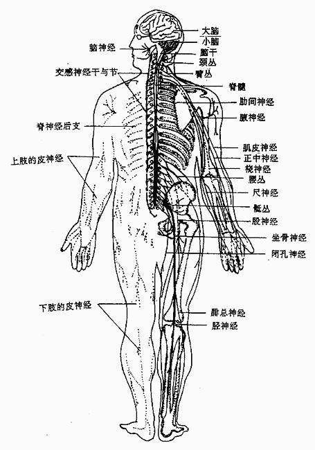 人体神经解剖学（人体解剖学神经系统）