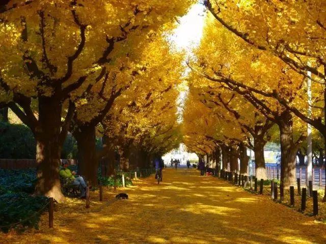 最美日本红叶季（日本的秋天不止有红叶还有这个）(8)